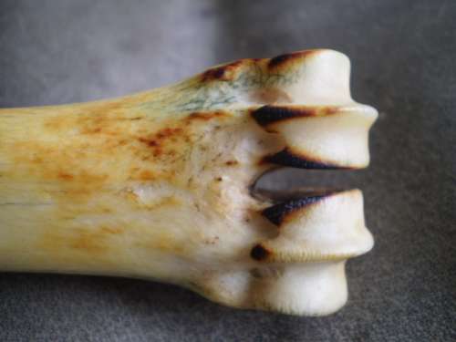 Costume Hand Made Antique Stone Blade Giraffe Bone Handle Collectors Display Knife