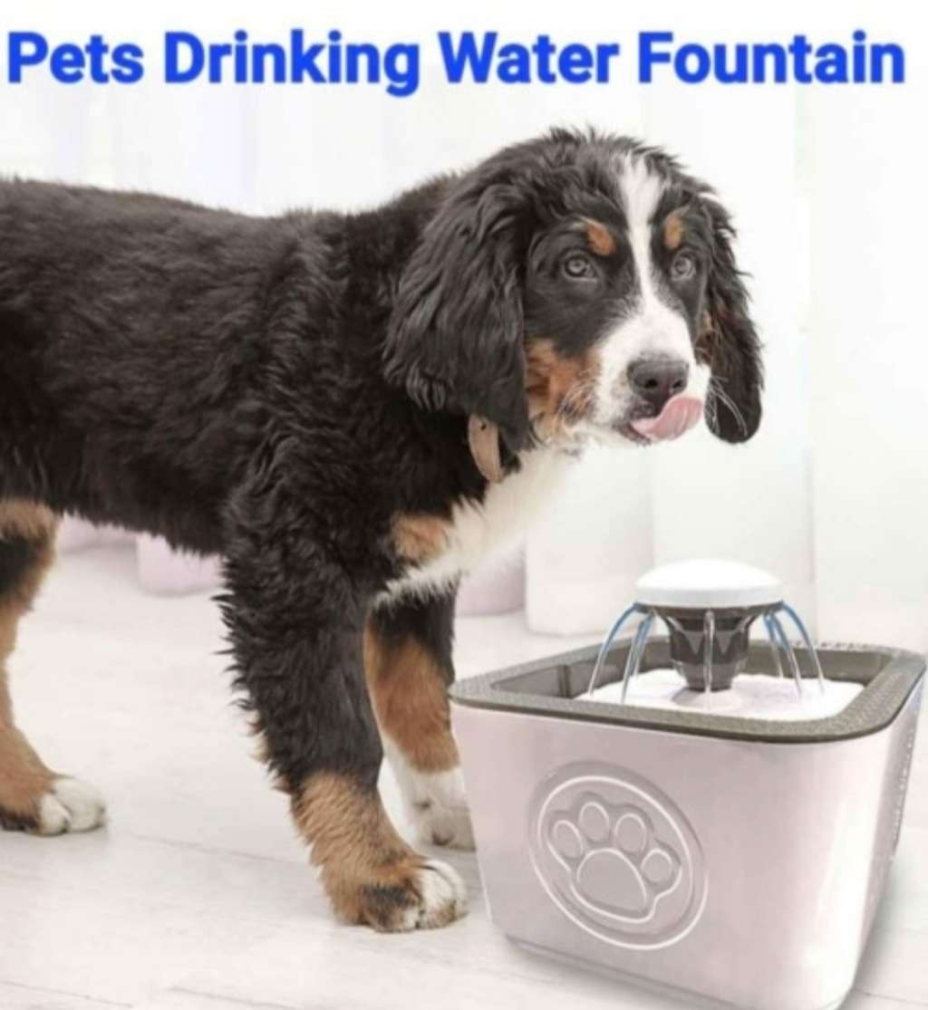 Pets Drinking Water Fountain