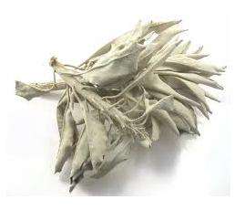 White Sage Dried Leaves