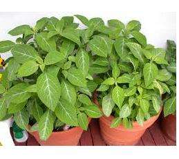 DIVINORâS SAGE TINCTURE - Salvia divinorum 10ml