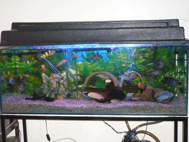 100l fish tank cheap