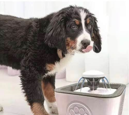 *PET WATER FOUNTAIN