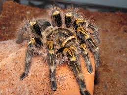 Tarantula Spider Collection