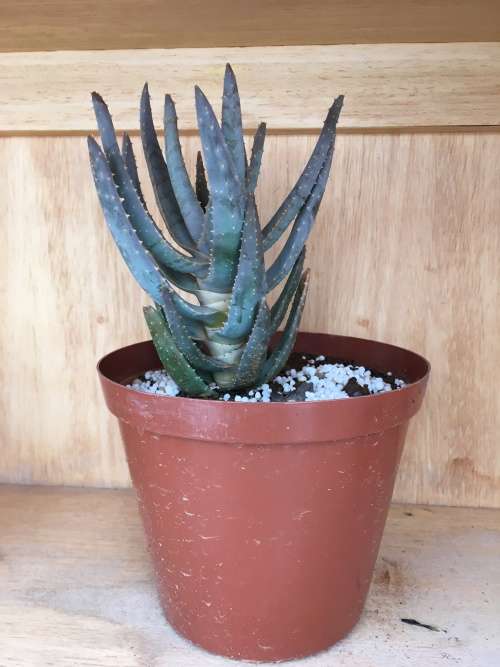 aloe dichotoma
