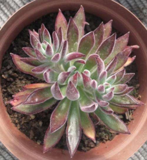 echeveria