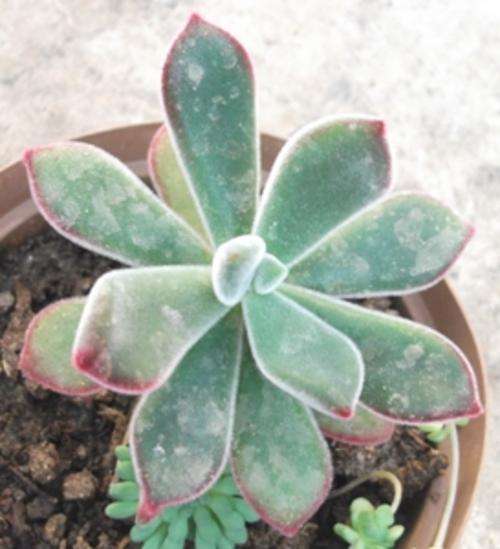 echeveria with red tips