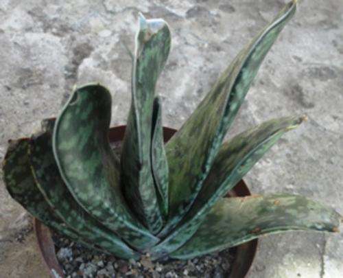 gasteria