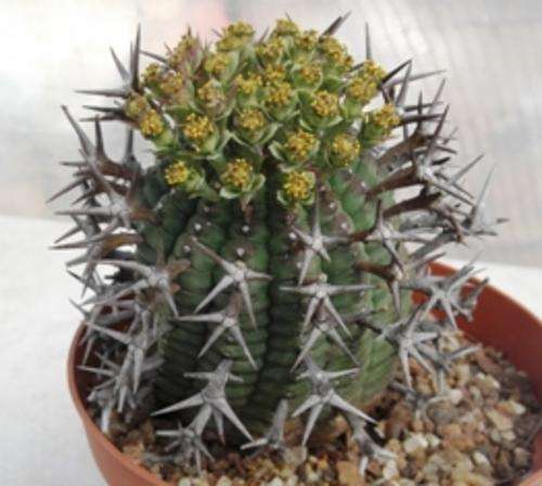 euphorbia