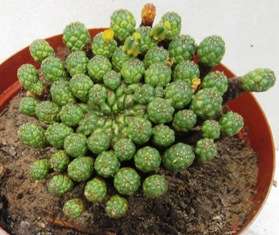 euphorbia