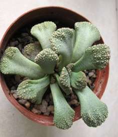 titanopsis calcarea