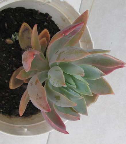 graptoveria water lily
