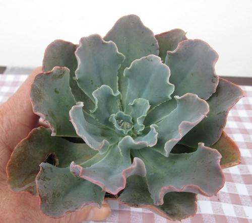 echeveria