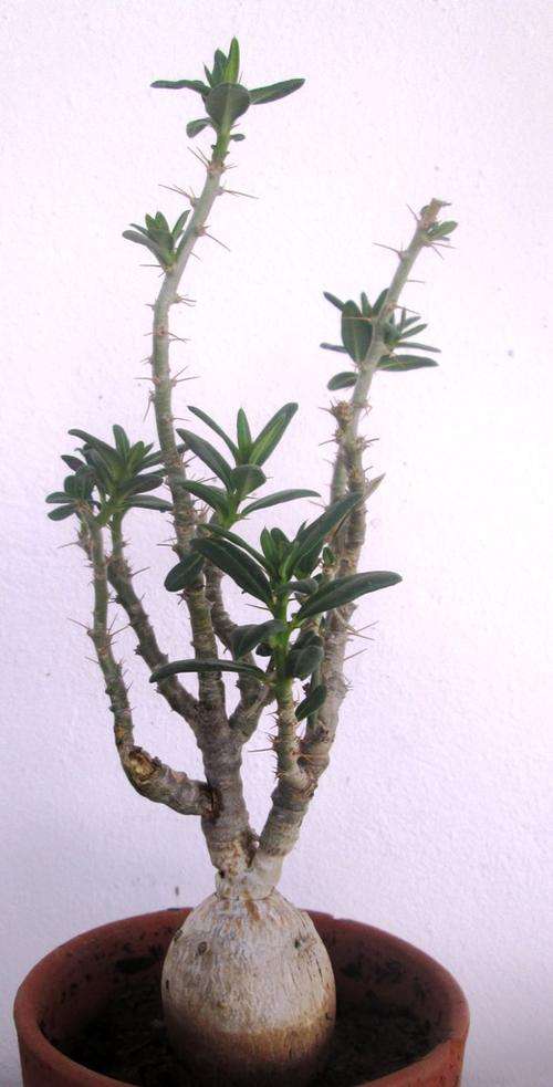 pachypodium succulentum