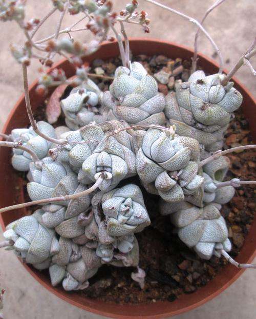 succulent, white with flowers