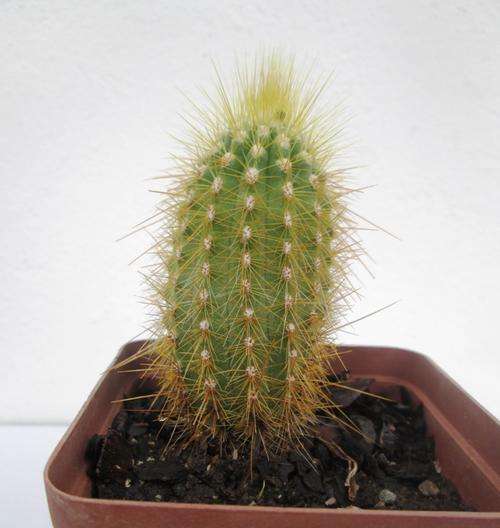 cactus yellow and up right