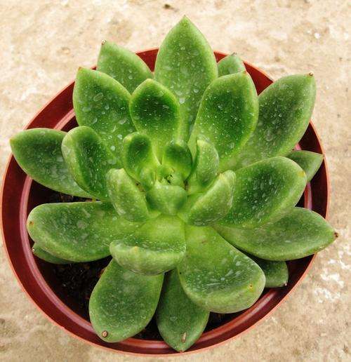 echeveria crimneria schypilla