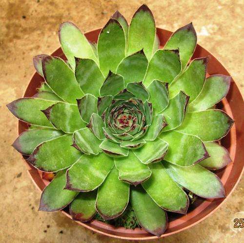 sempervivum, big form