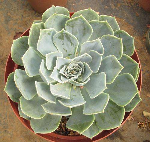 echeveria imbricata