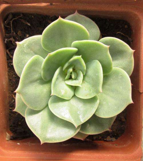 echeveria funky