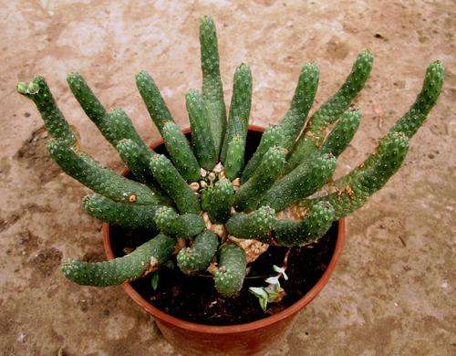 euphorbia