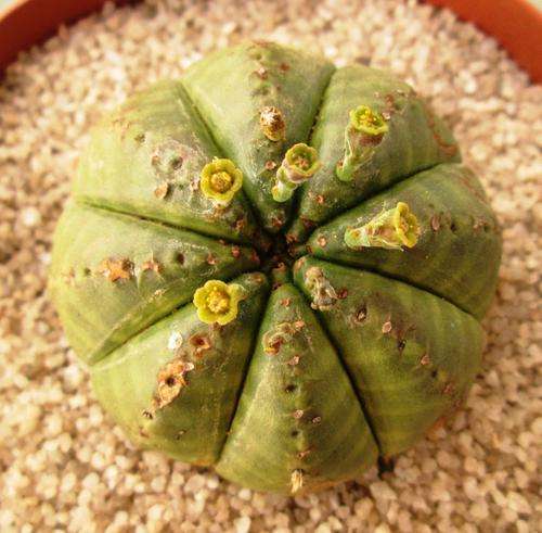 euphorbia meloformis