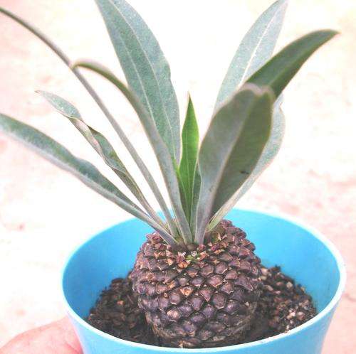 euphorbia bupleurifolia