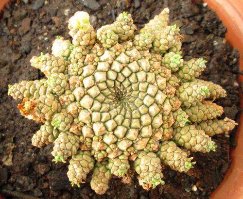 euphorbia gorgonis