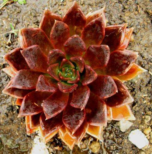 echeveria black prince