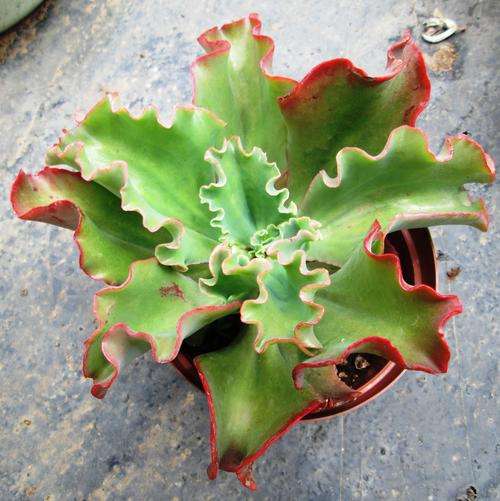 echeveria party dress