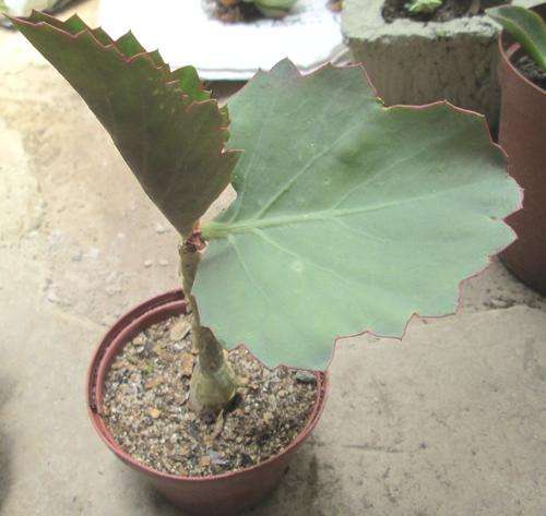 cyphostemma juttae (kobas)