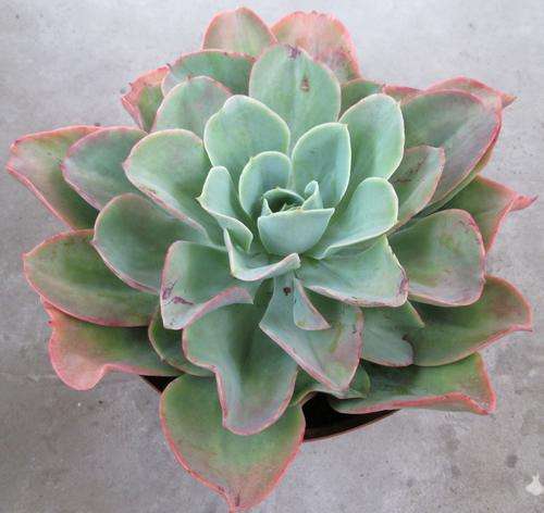 echeveria pallida hybrid