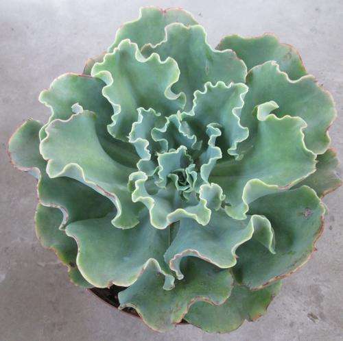 echeveria blondie