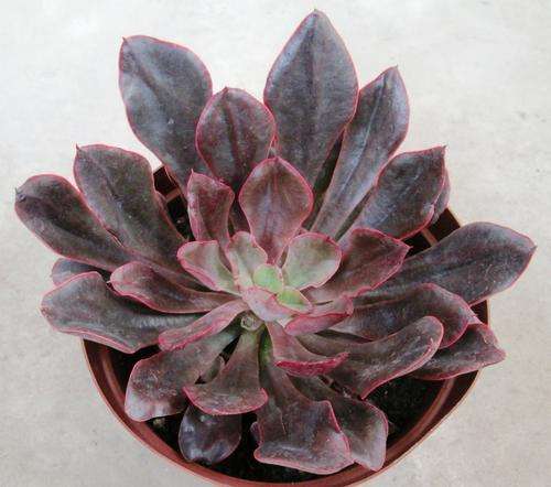 echeveria painted frills