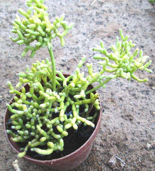 rhipsalis with bright yellow flower (kangeroe feet)