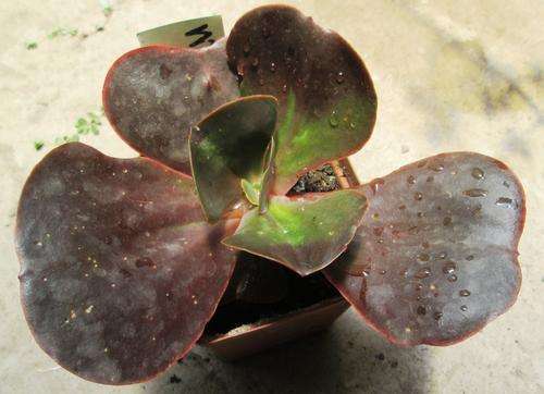 echeveria mahogany rose
