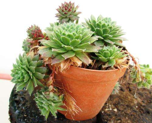 sempervivum cluster