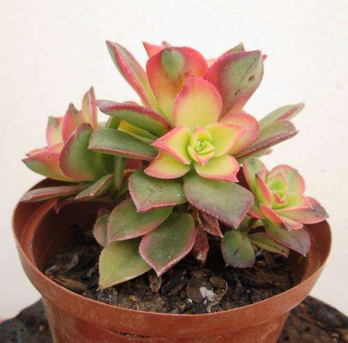 aeonium kiwi