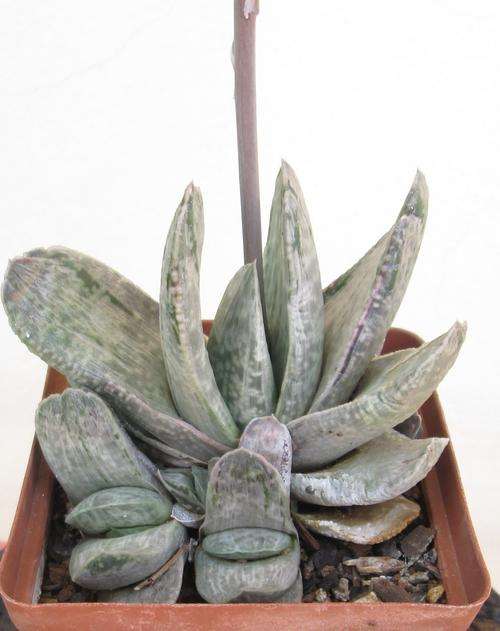 gasteria variegata group