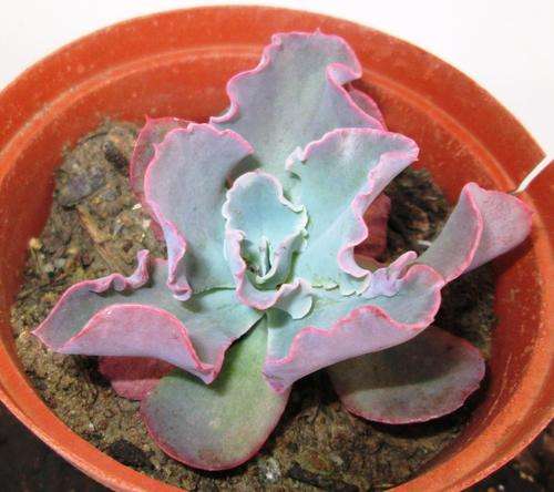 echveria hybrid 2