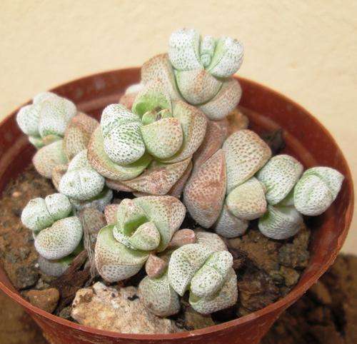 crassula white