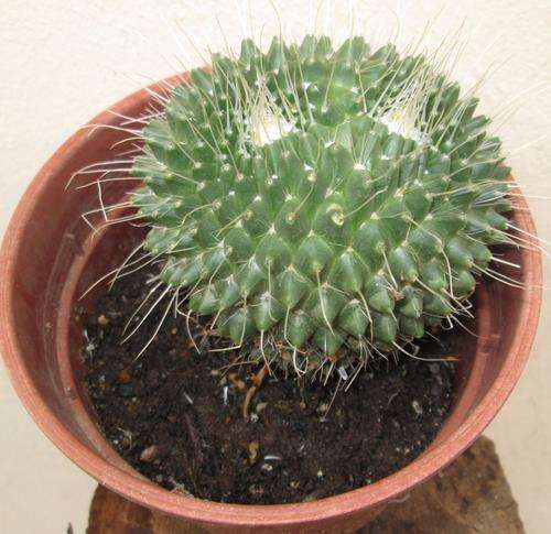 cactus,twin head