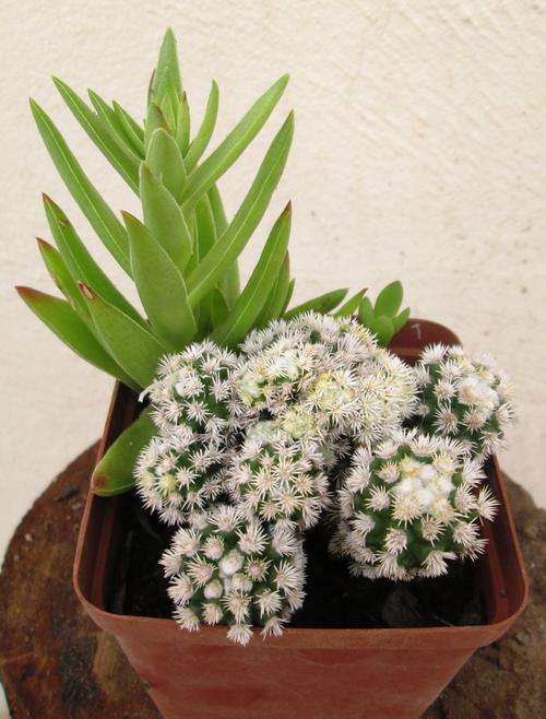 Mammilaria vetula monstose