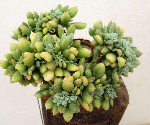 echeveria dagda cristate