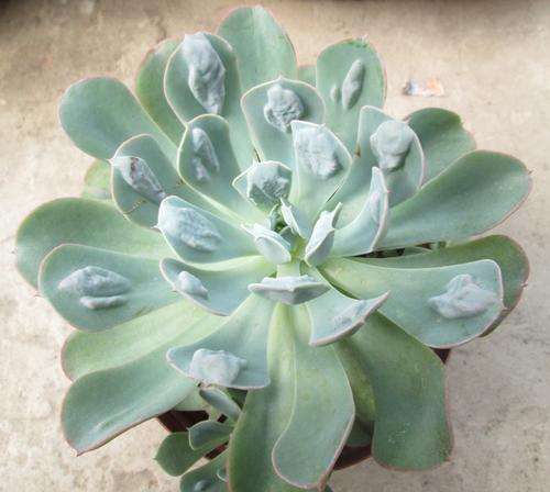 echeveria raindrops