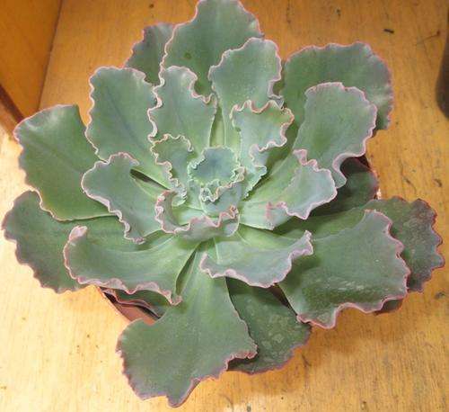 echeveria blue curls