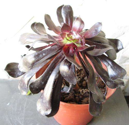 aeonium zwarthkop