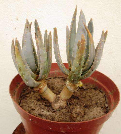 aloe ramossisima