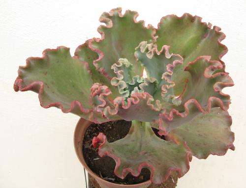 echeveria mauna loa