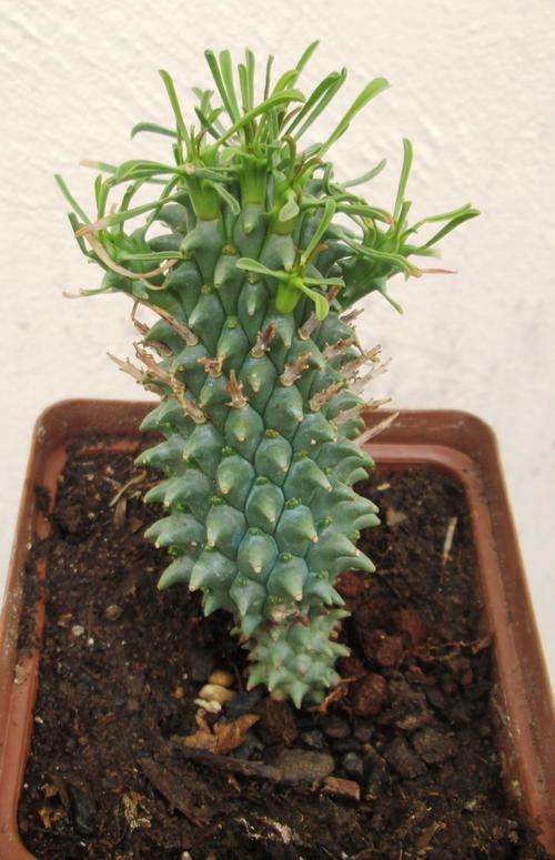 euphorbia