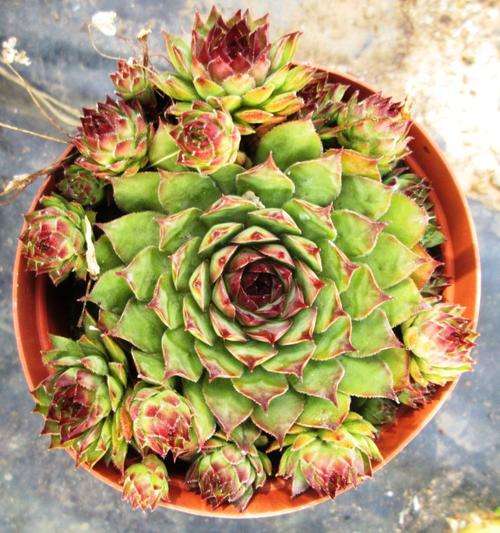 sempervivum with babies